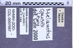 Etikette zu Melanotus caudex (Lewis, 1879) (NHMW-ZOO-COL-0007667)